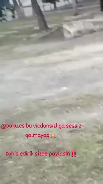 Mingəçevirdə sahibsiz itlərə işgəncə verilir?