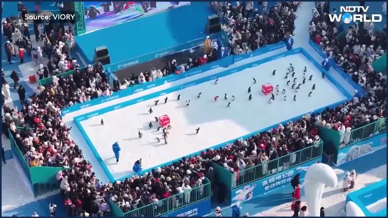 Çində pinqvinlərin paradı