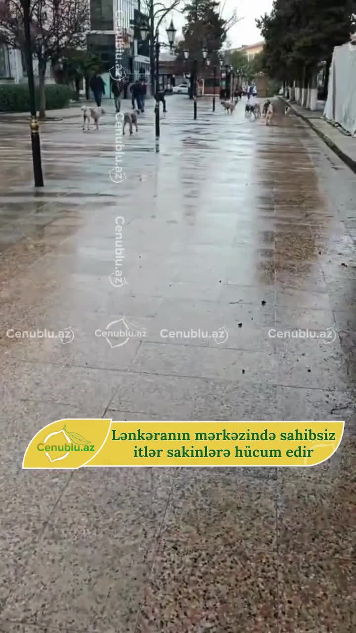 Lənkəranda sahibsiz itlər insanlara hücum etdi
