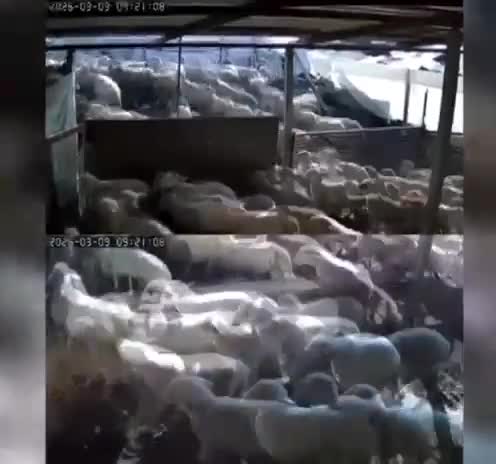 Güclü zəlzələ kameralara bu cür düşdü