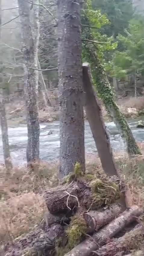 Bu görüntülər sakitləşdirir