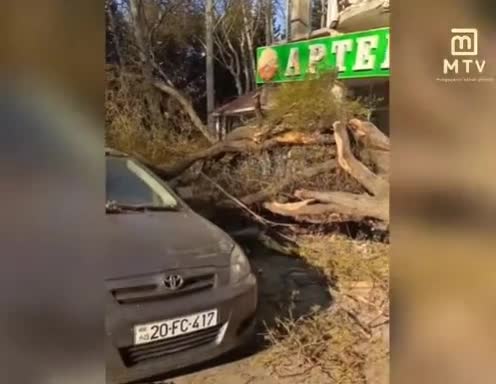 Mingəçevirdə ağac aşdı, aptekə ziyan dəydi