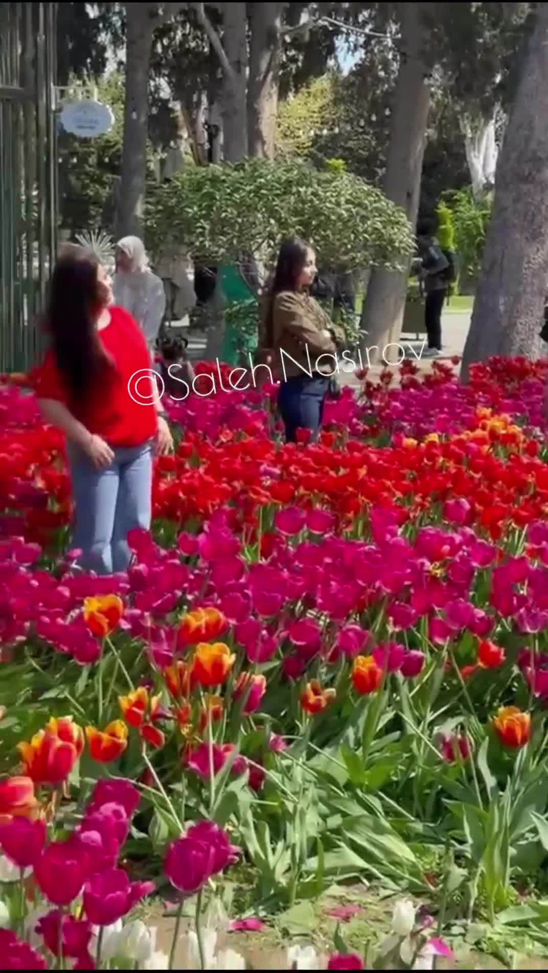 Bulvarda gülləri əzən şəxslərin kimliyi bilindi