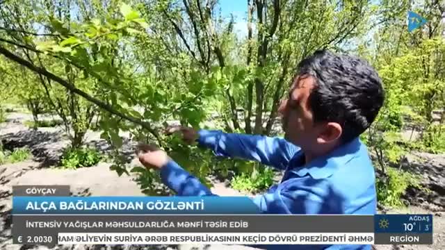 Yağışlardan sonra alça bağlarında xəstəlik yayılıb