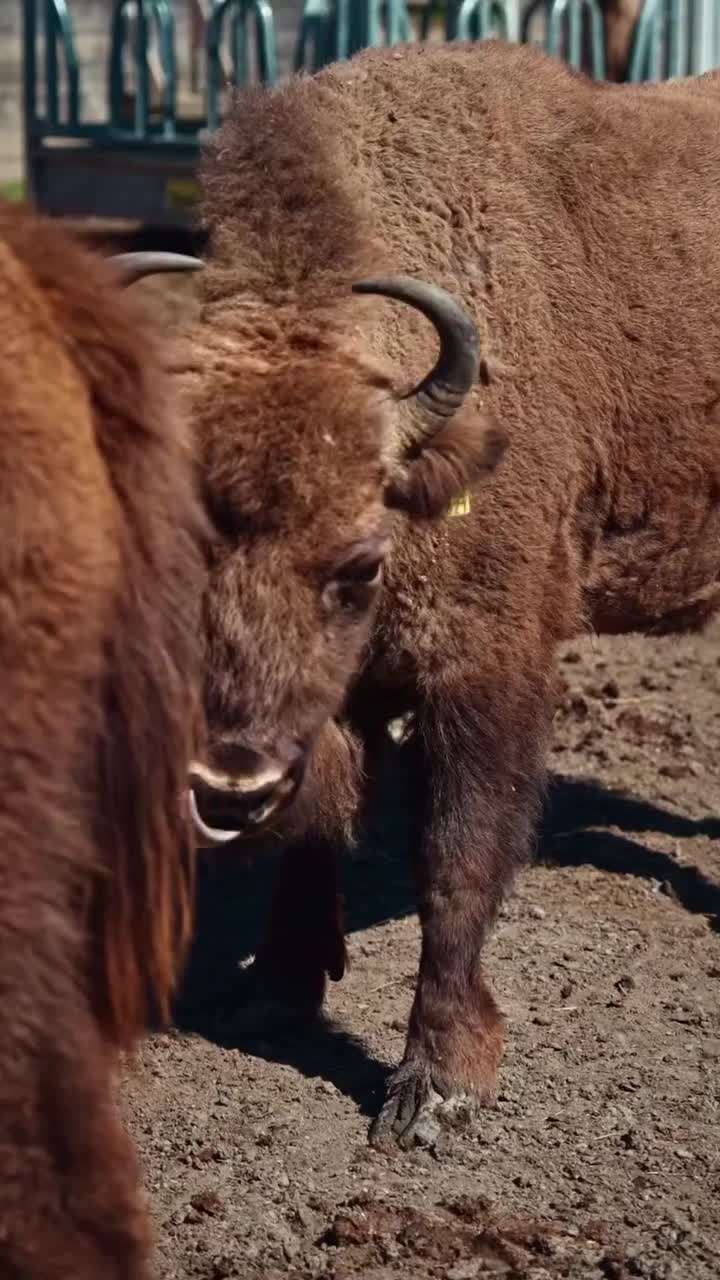 Leyla Əliyeva İsmayıllıda