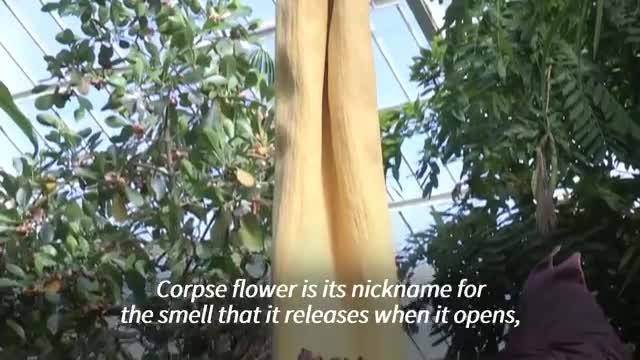 “Cəsəd çiçəyi”ni görmək üçün axın etdilər