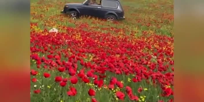 Laləlikdə maşın sürmüşdülər, polis saxladı