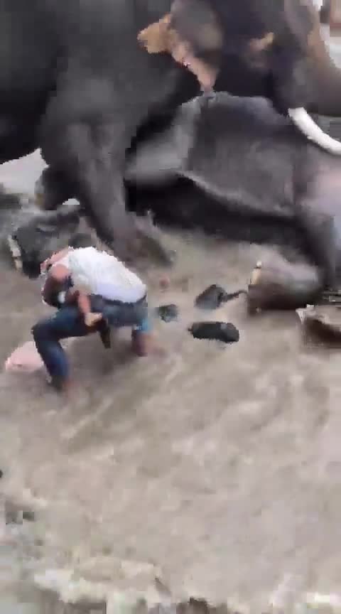 Fillər dalaşdı, turist öldü