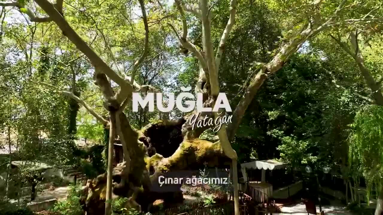Bu ağacın 854 yaşı var