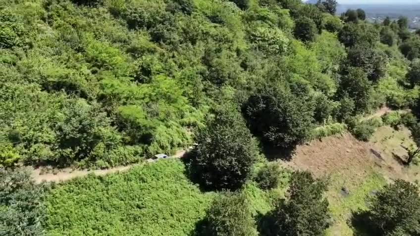 Hirkan Milli Parkında narkoplantasiya qurmuşdu - Polis saxladı