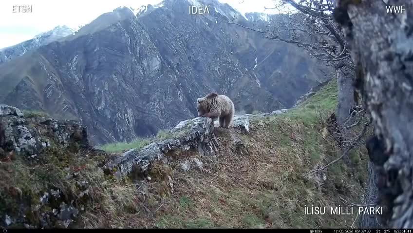 Qax və Zaqatala meşələrində ayılar görüntüləndi