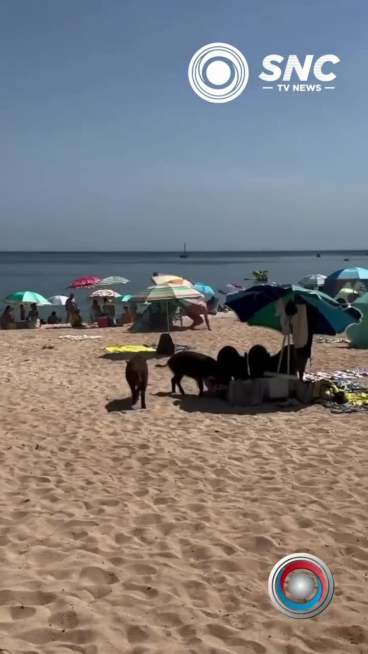 Qabanlar çimərlikdəki yeməkləri oğurladı
