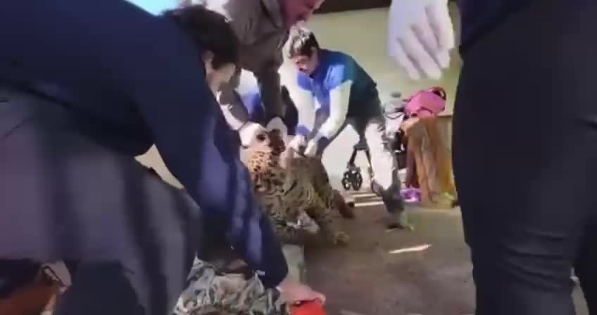 Sanki “Madaqaskar”dan çıxıb...