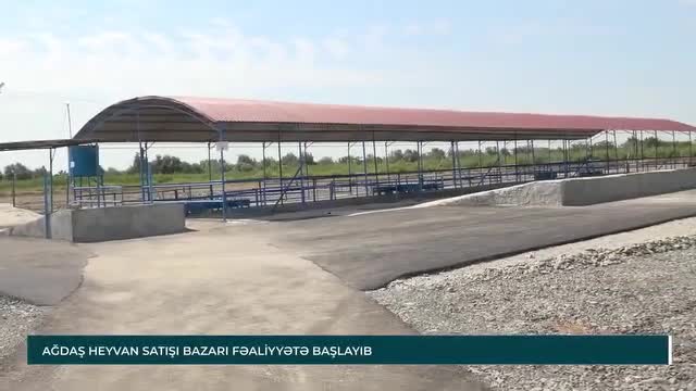 Ağdaşda "mal bazarı" yenidən açıldı