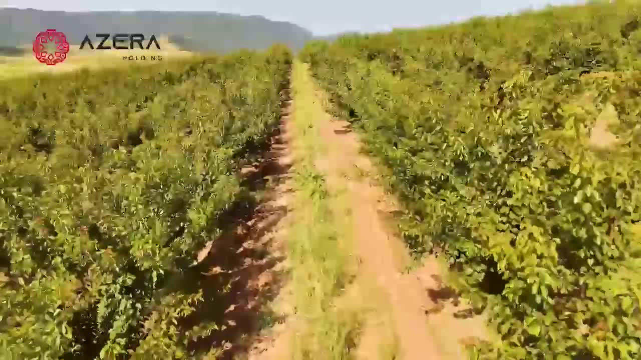 Qarabağın meyvə bağları yeni inkişaf mərhələsində 