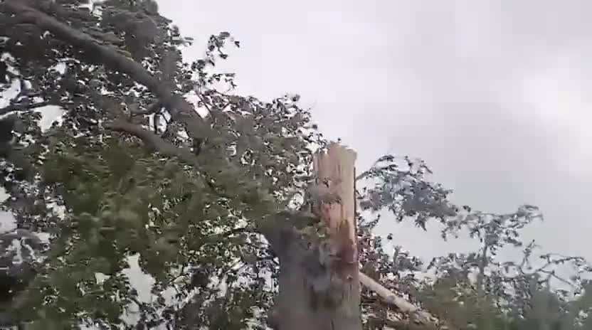 Külək irigövdəli ağacı yola aşırdı