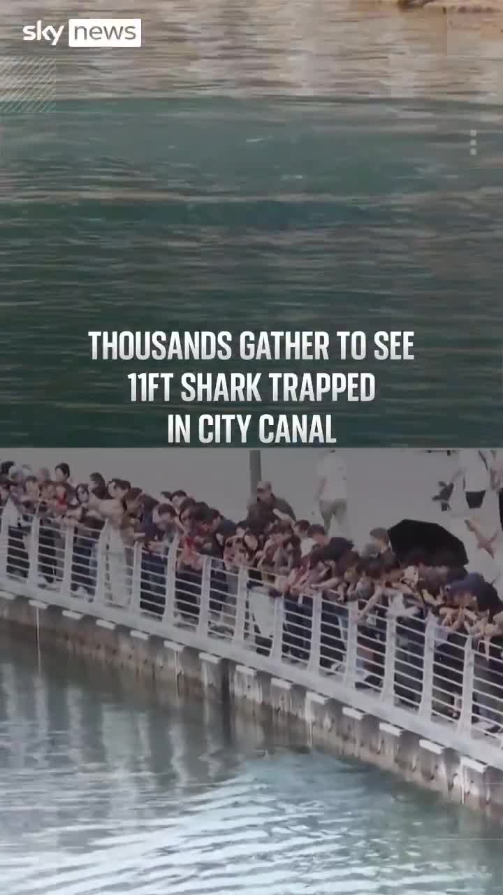 Köpəkbalığını fəxri səfir seçdilər