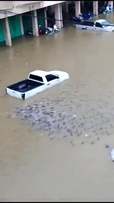 Balıqlar Banqkok küçələrini “ələ keçirdi”
