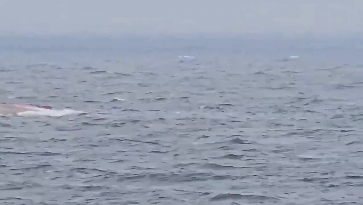 Qara dənizdə Azərbaycan vətəndaşlarının olduğu gəmi batıb