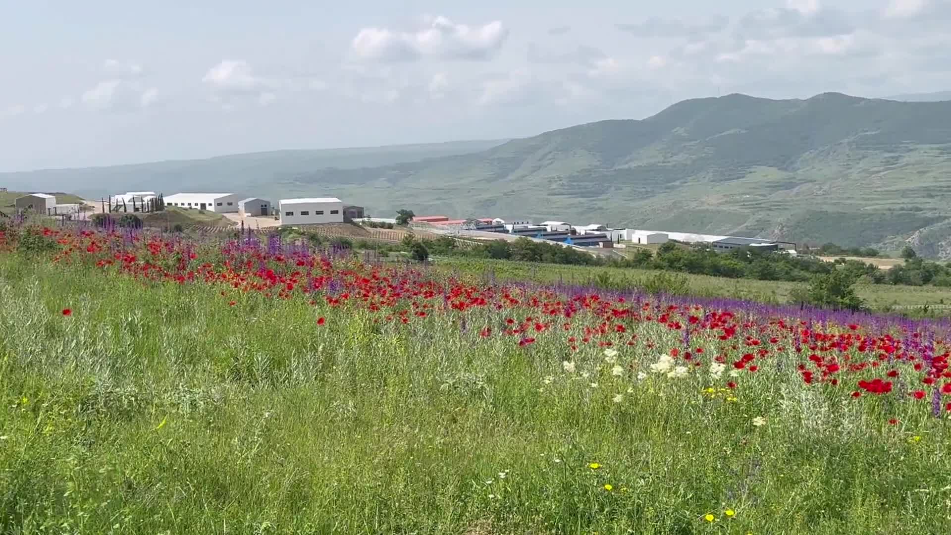 Hikmət Hacıyev Laçından görüntülər paylaşdı