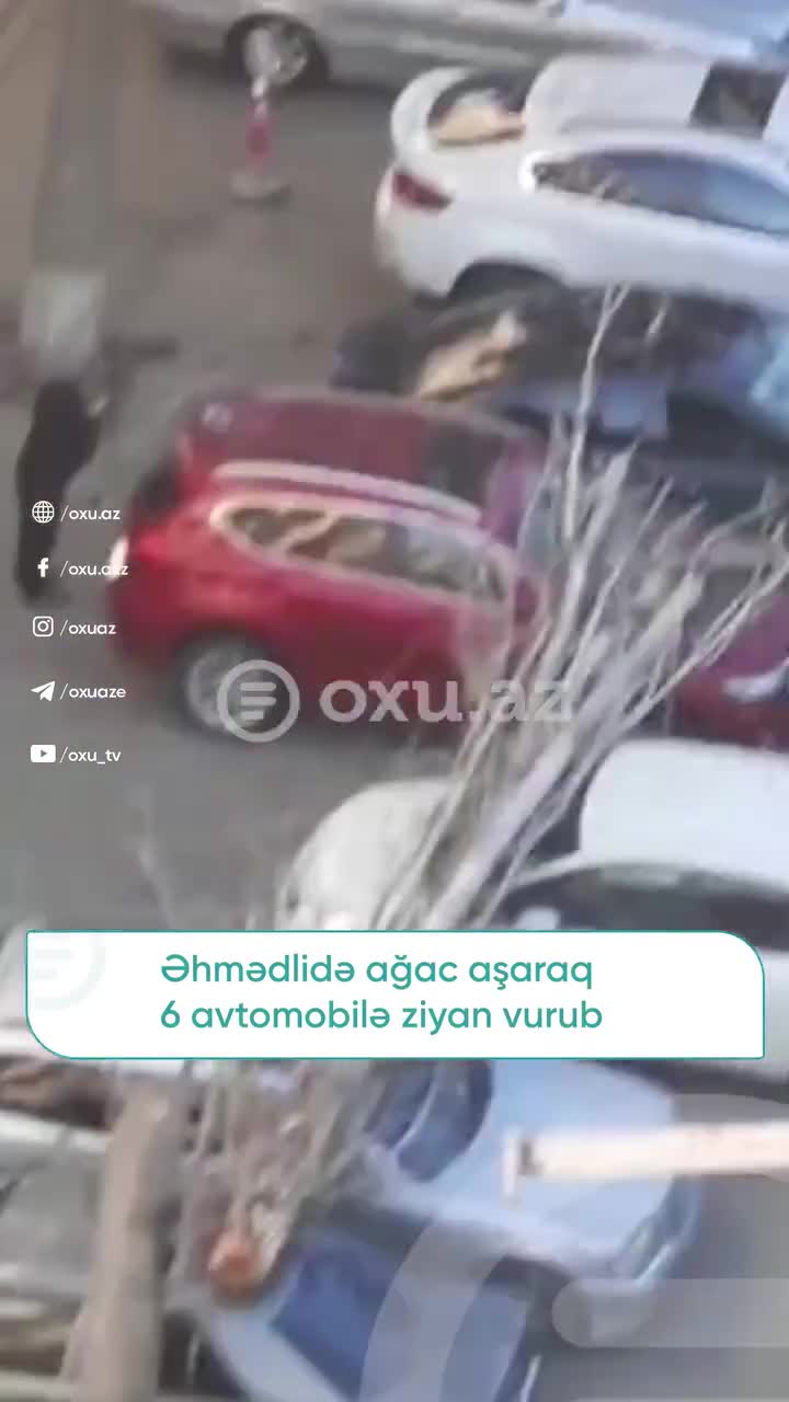 Bakıda ağac avtomobillərin üstünə aşdı