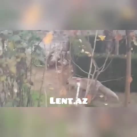 Zaqatalada yırtıcı heyvanlar evlərə hücum etdi 