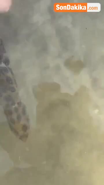 Dünyanın ən ölümcül dəniz canlısına toxundu