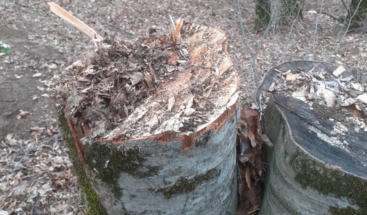 Cəlilabadda meşələri məhv edən vəzifəlilər kimlərdir?