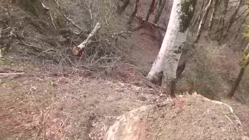 Cəlilabadda meşələr kütləvi şəkildə talan edilir