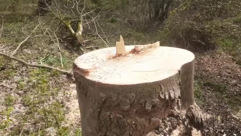 Cəlilabad və Masallıda meşələr talan edilir