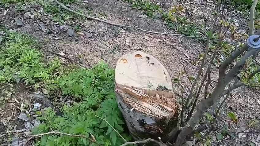 Direktor nazirliyin yoxlamasına mane olur