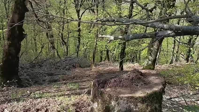 Göytəpə meşəsindəki "yaşıl soyqırım" necə gizlədilir?