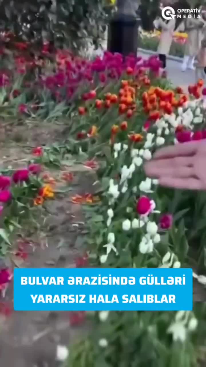 Bulvarda gülləri əzən 10 nəfər polisə çağırıldı 
