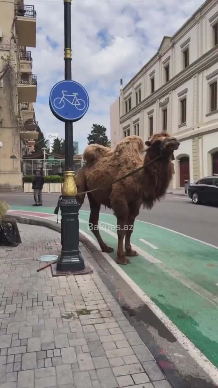 ????Bakının mərkəzində işıq dirəyinə bağlanan dəvə diqqət çəkdi