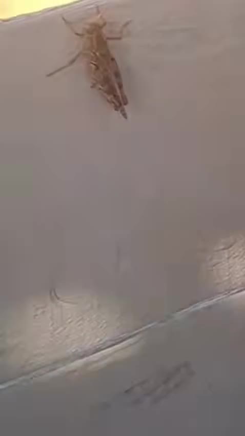 Abşeronda çimərliyi çəyirtkələr basdı