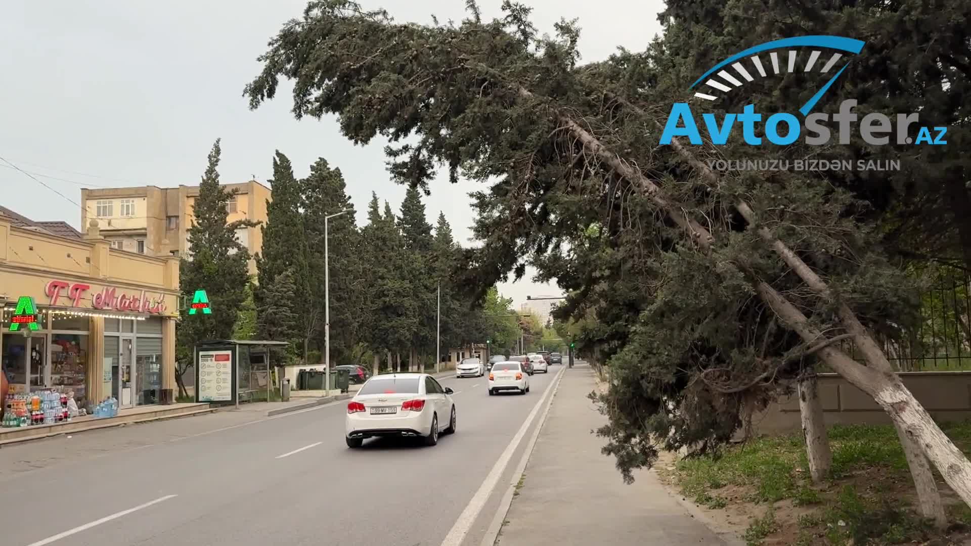 Bakıda ağaclar səkilərə aşıb