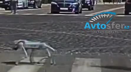 Bakıda “robot it” piyada keçidindən keçərkən görüntülənib 