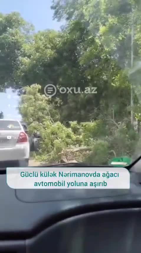 Güclü külək Nərimanovda ağacı avtomobil yoluna aşırıb