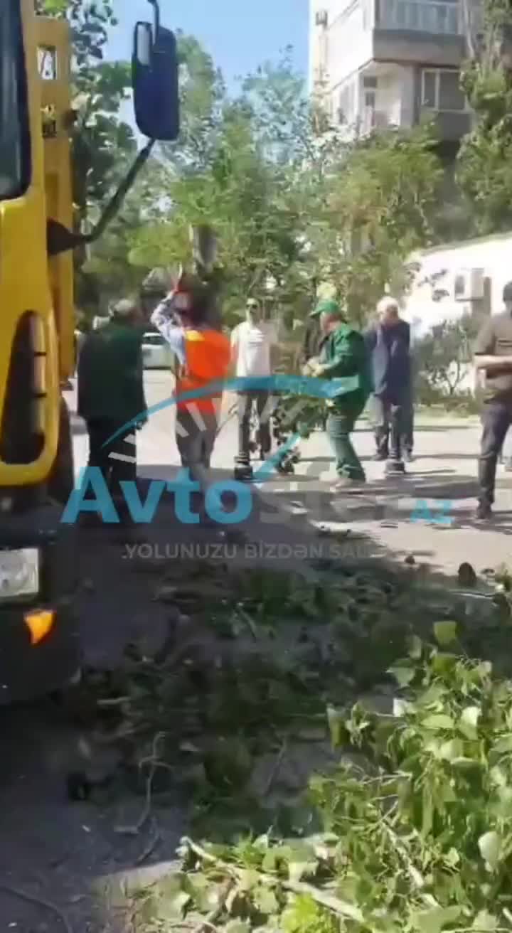 Bakıda daha bir ağac hərəkətdə olan maşının üstünə aşdı