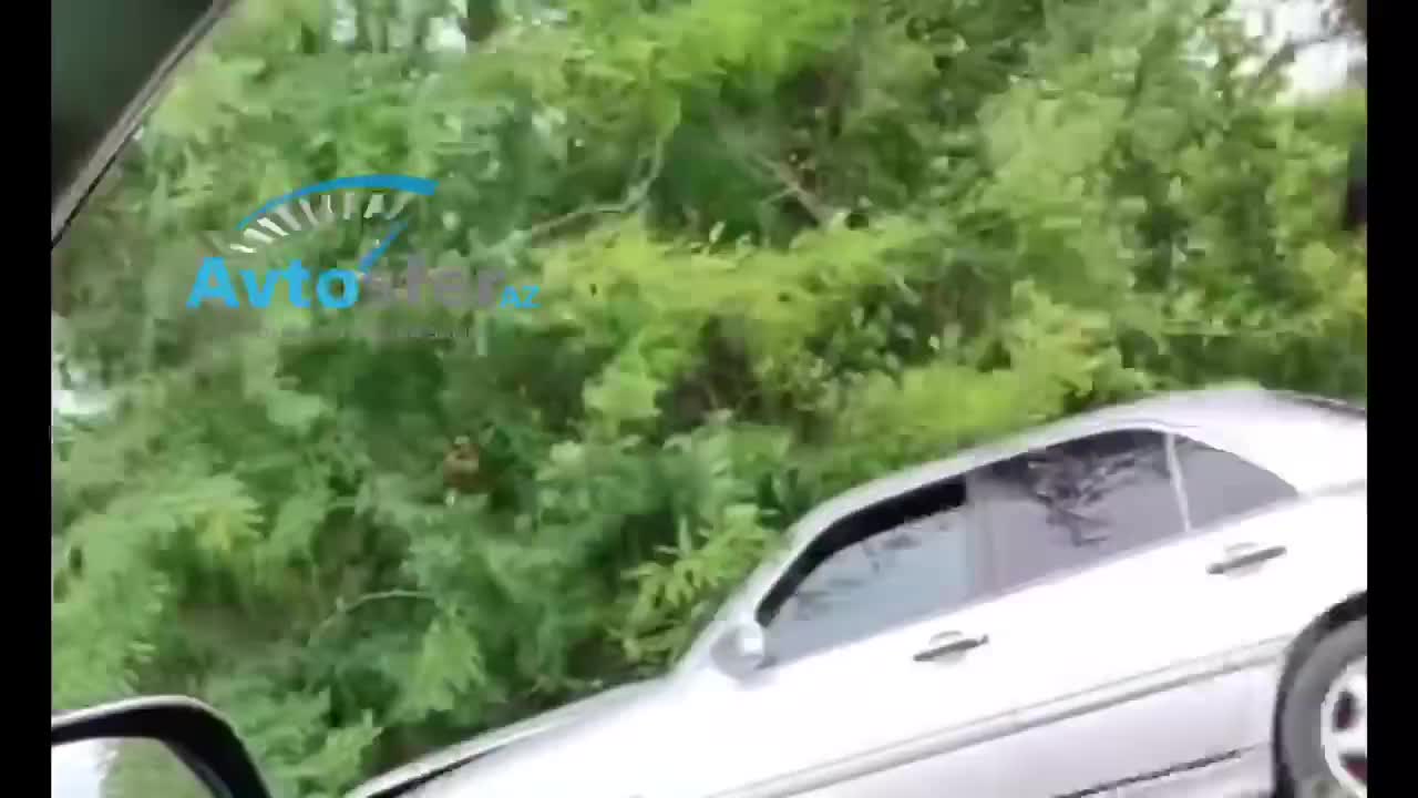 Toqquşan maşınlar meşəliyə düşdü, qadın sərnişin xəsarət aldı