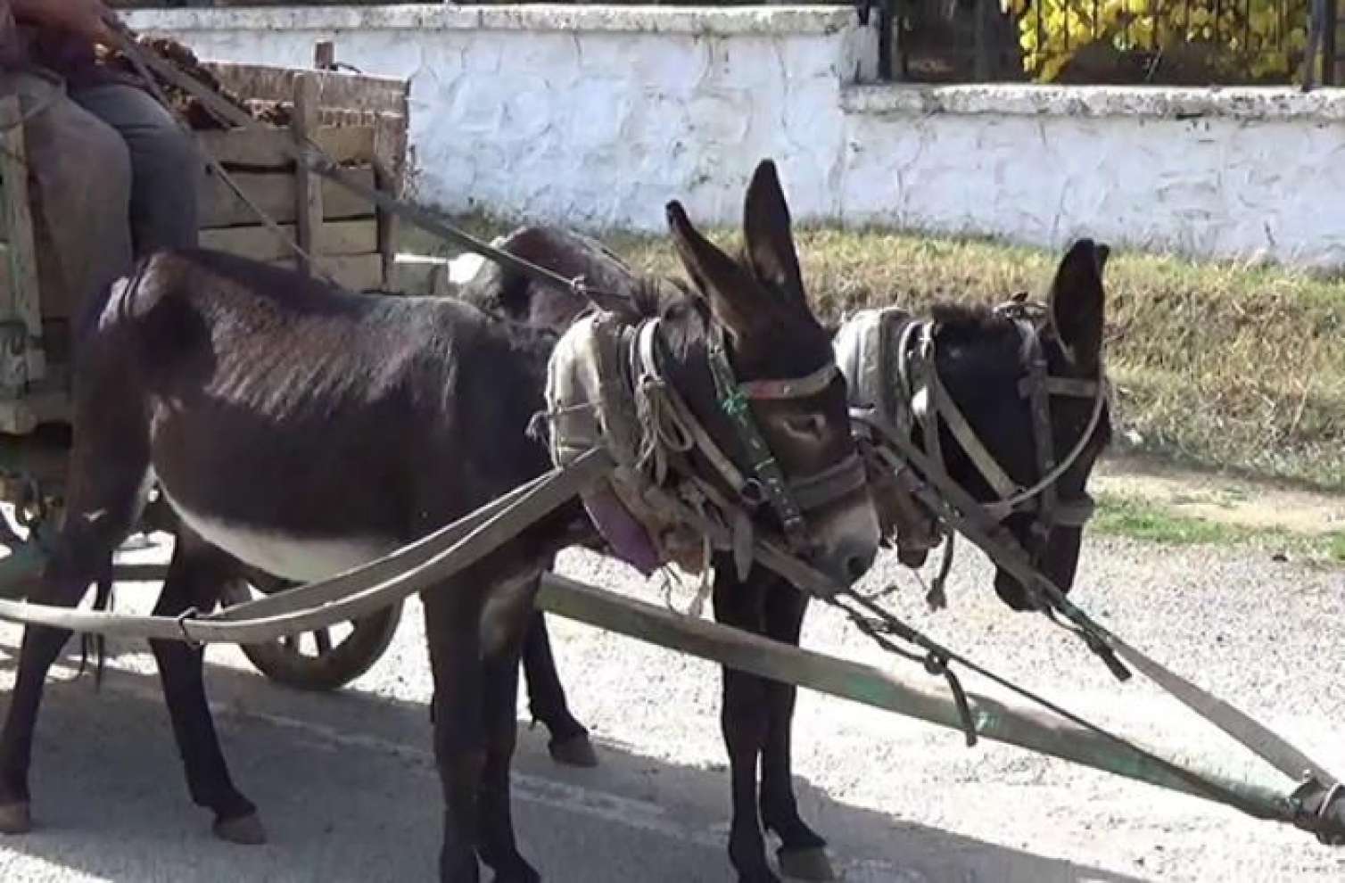 Bakıda zibili eşşək arabası ilə daşıyırlar