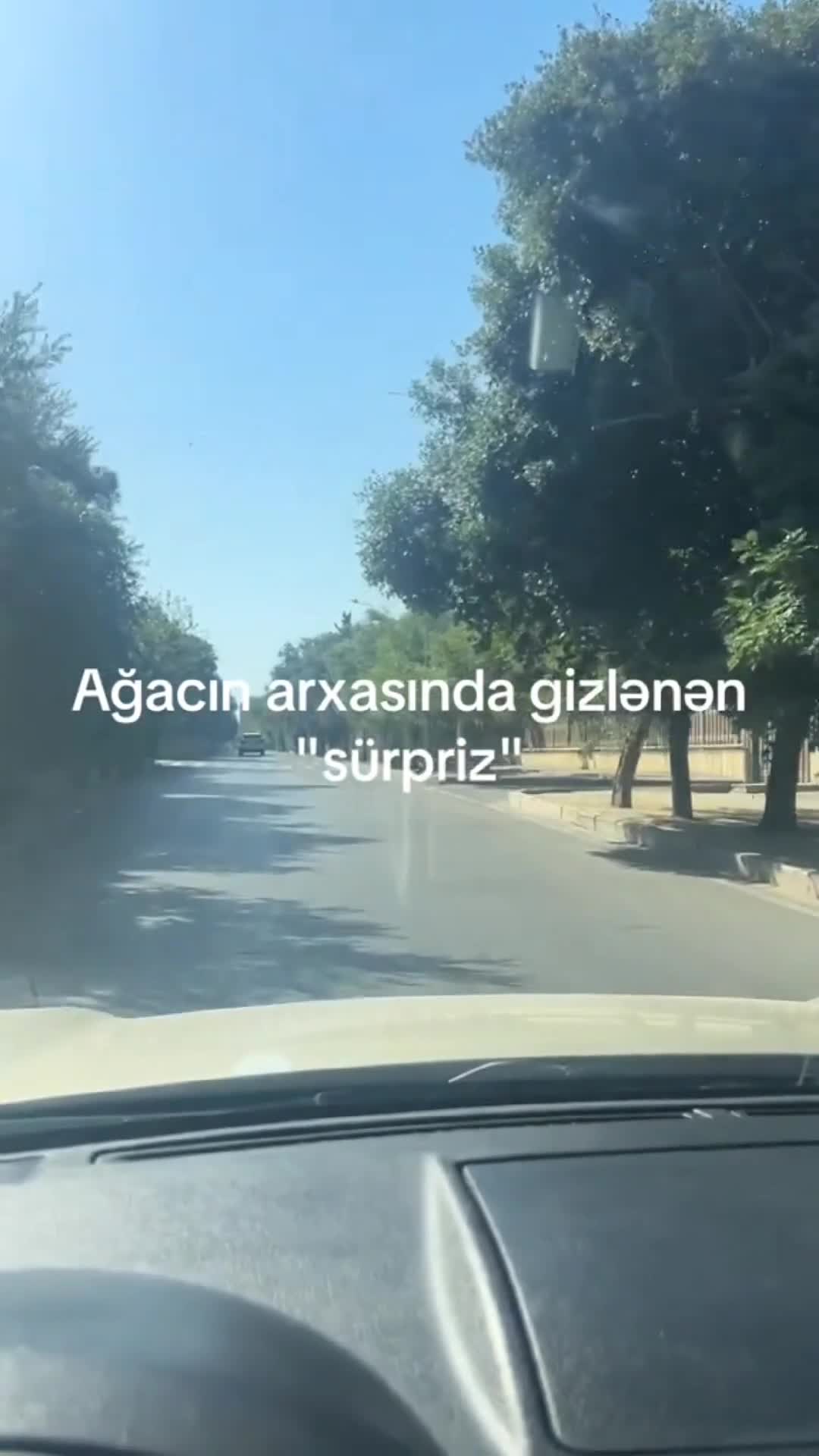 Svetoforla nişan ağacın arxasında gizlənib