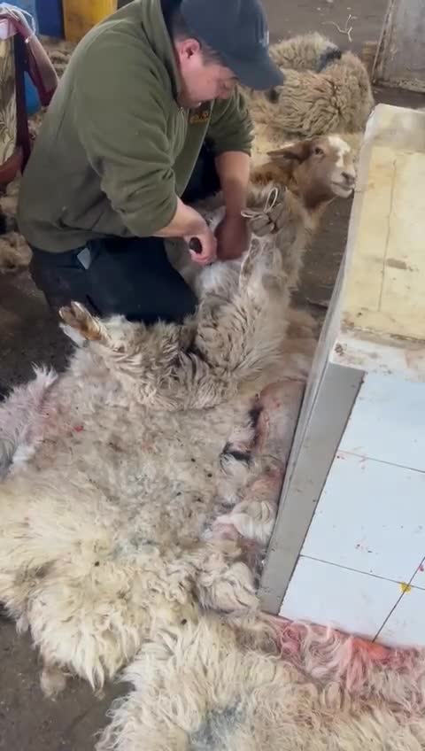 Monqolustandan gətirilən ət xəstəlik yarada bilər