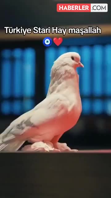 Göyərçini iki avtomobil qiymətinə satdılar