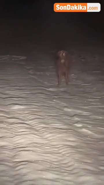 Bütün kəndi ayağa qaldıran hadisə