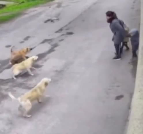 övladlarını qorumaq üçün ana özünü sipər etdi