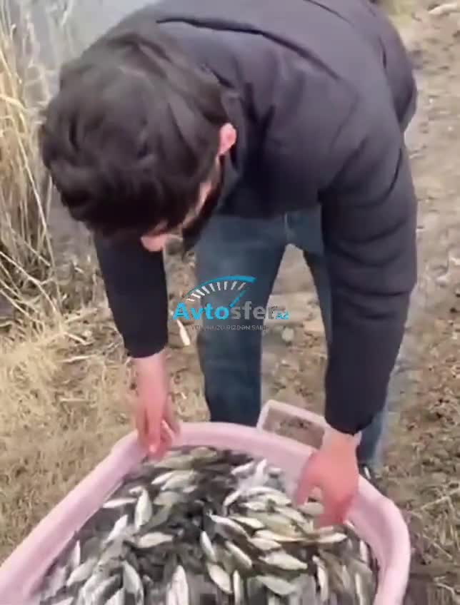 Azərbaycanda gənc balıqçı yüz mindən çox sazanı gölə buraxdı