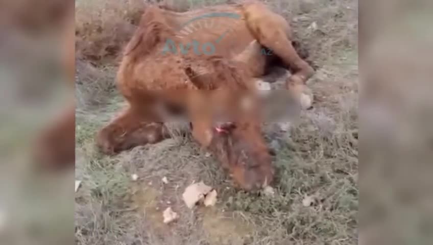 Ceyranbatanda atları döyüb öldürüblər 