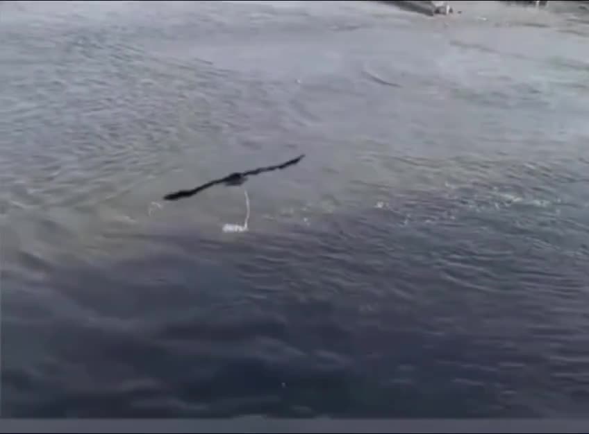 Tutduğu quşun ayağına butulka bağlayıb suya atdı