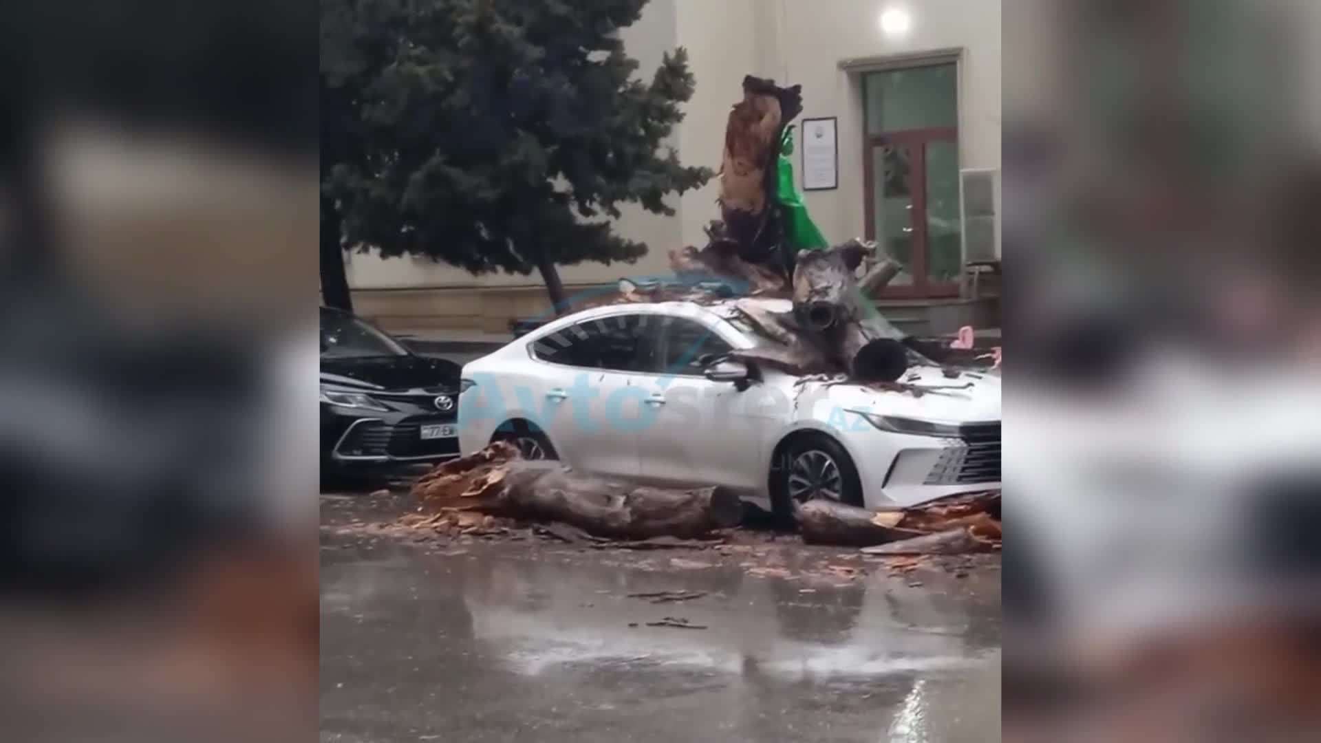 Nəsimidə nəhəng ağac “BYD”nin üzərinə düşdü 